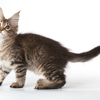Котята Шмыги и КакРыса