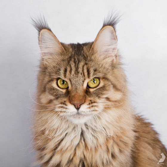 Белка (Catsvill County Rich&Famous)