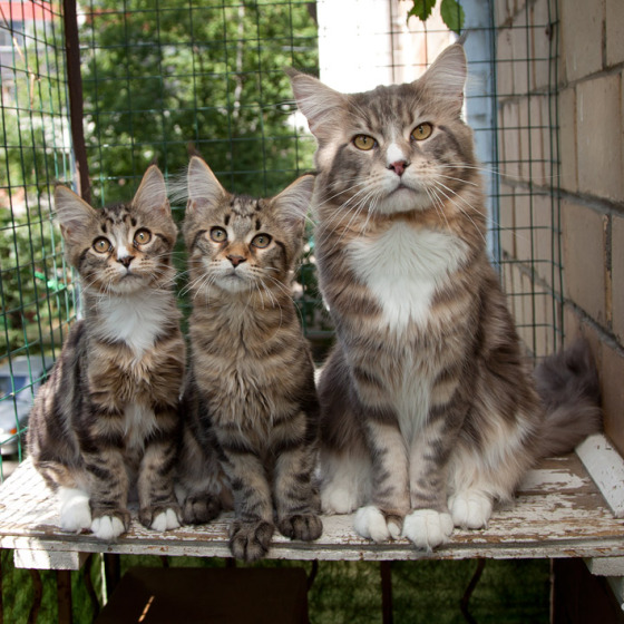 Megatherion Marching Out