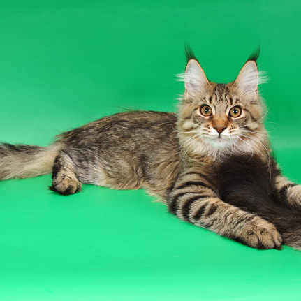 Белка (Catsvill County Rich&Famous)