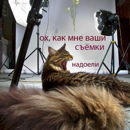 Великий Тигр и прекрасная Муржетт