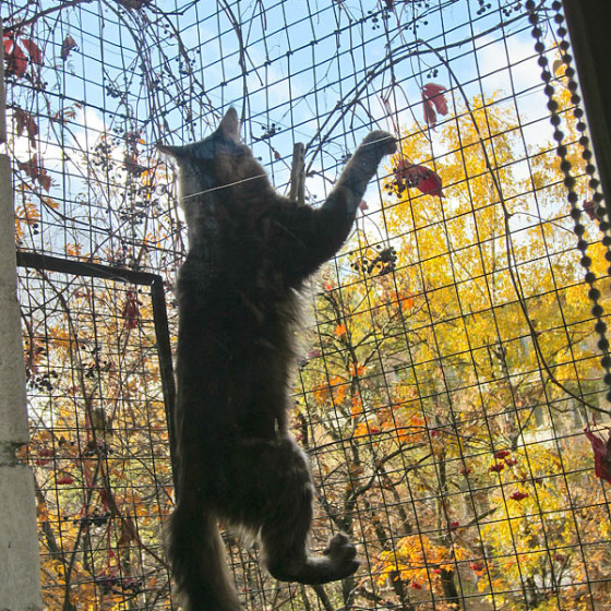 Blue tabby — наши дети голубого окраса