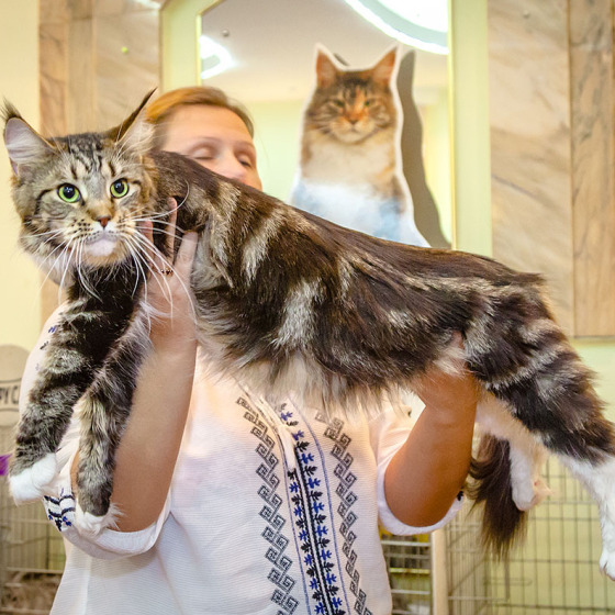 Minsk SuperCoon Amanda