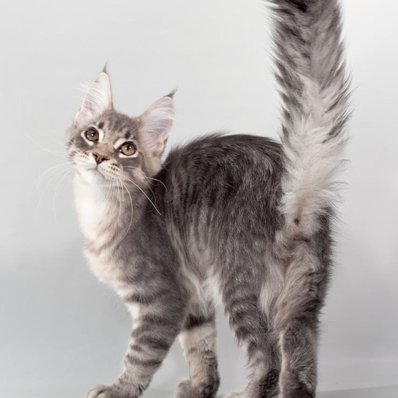 Blue tabby — наши дети голубого окраса