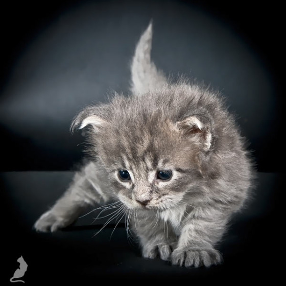 Blue tabby — наши дети голубого окраса