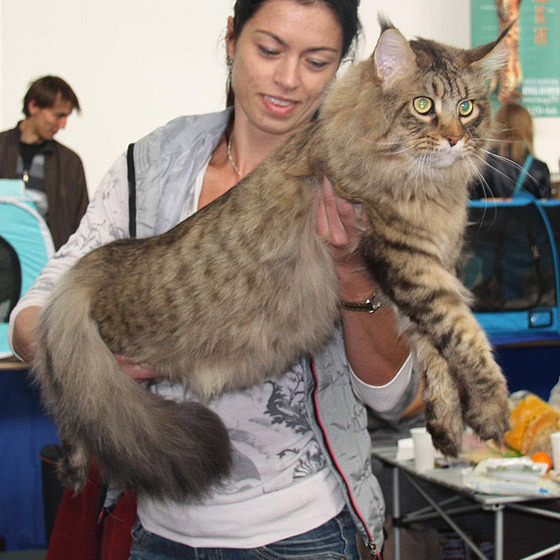 Megatherion Universal Migrator