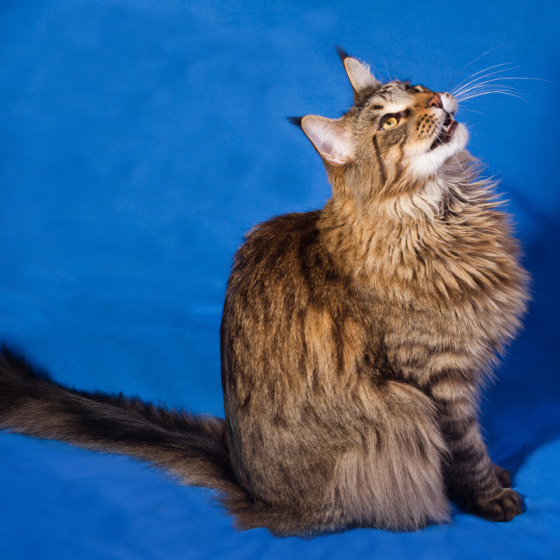 Фото Megatherion Felis Silvestris