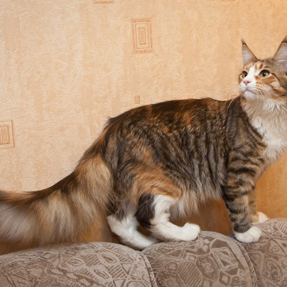 Котята Minsk Super Coon