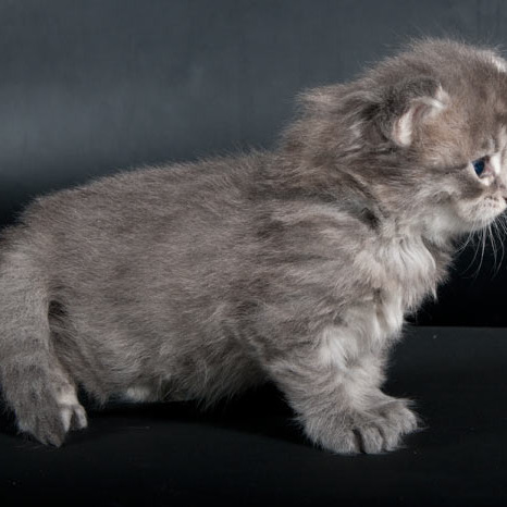 Blue tabby — наши дети голубого окраса