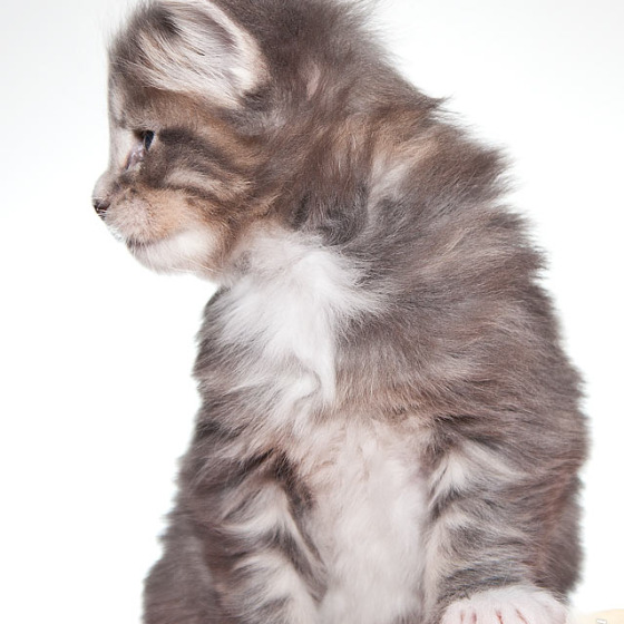 Megatherion Marching Out