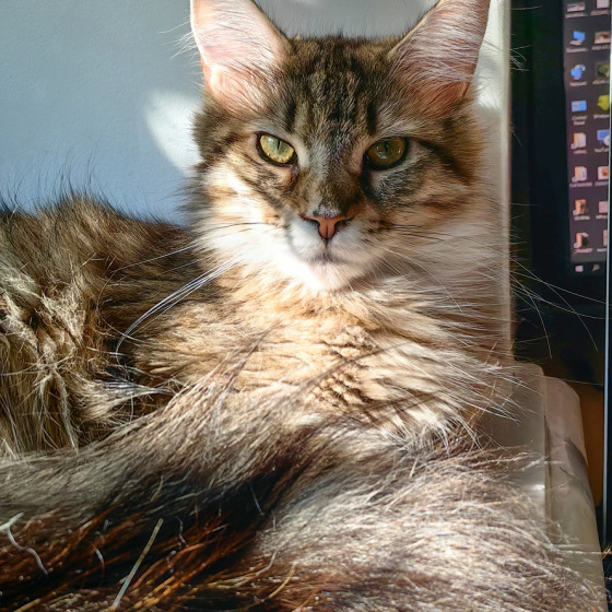 Фото Megatherion Cool Cat