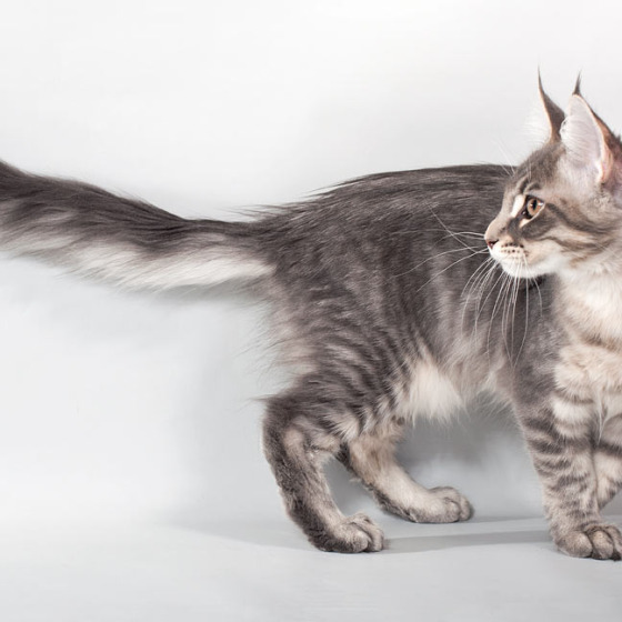 Blue tabby — наши дети голубого окраса