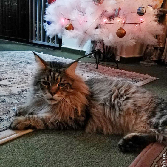 Котик Зло — Megatherion Dream Evil