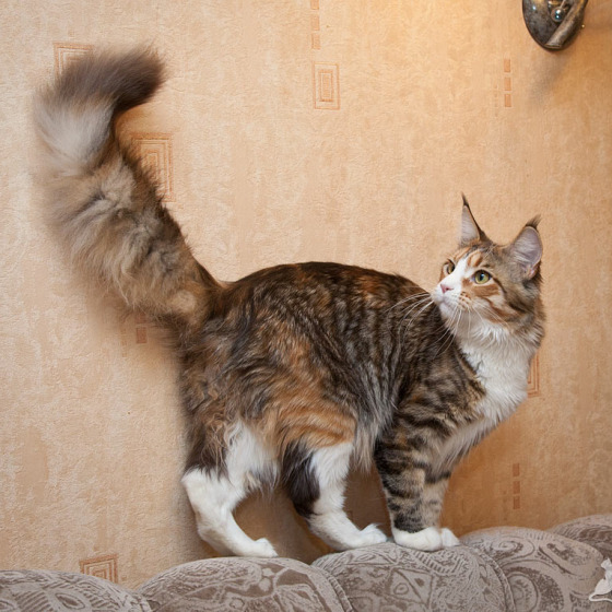 Котята Minsk Super Coon