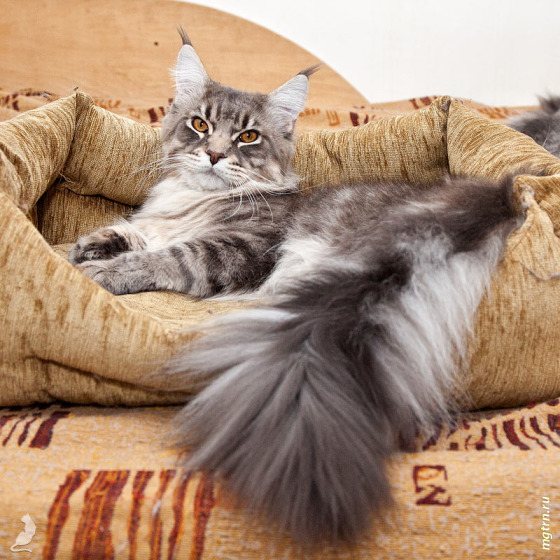 Blue tabby — наши дети голубого окраса