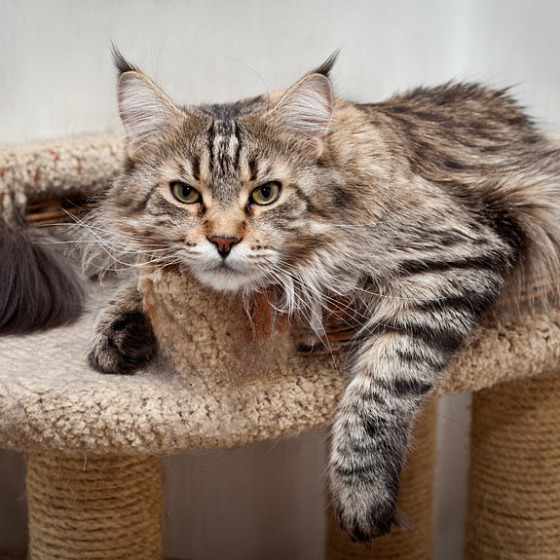 Фото Megatherion Lamia
