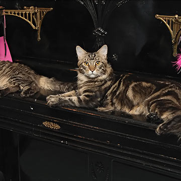 Киш и Лапа (Danissimo Coon Fury и Megatherion Harpyiae)