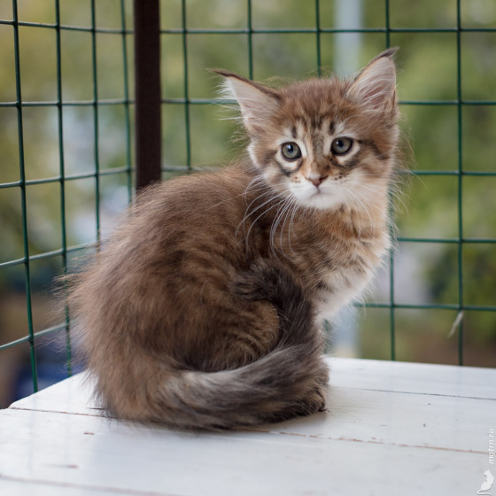 Фото Megatherion Cool Cat