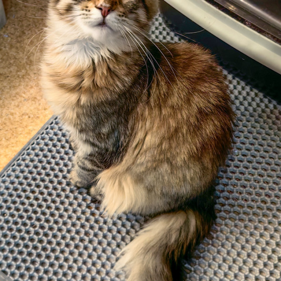 Фото Megatherion Cool Cat