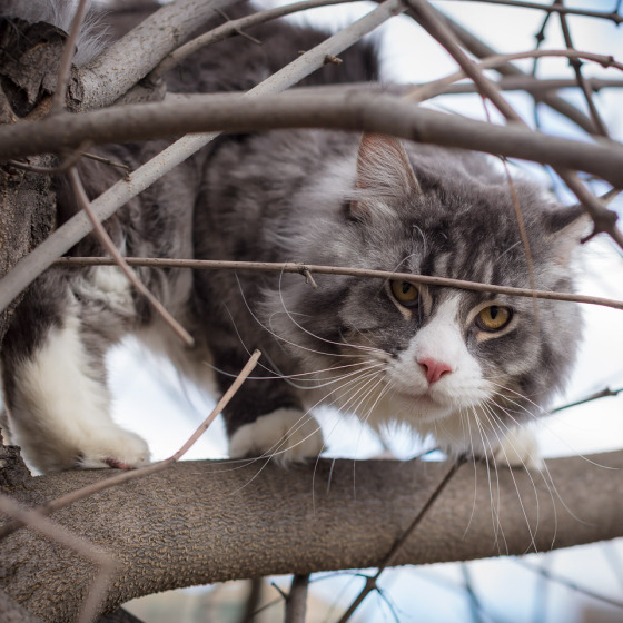 Sher MegaDonna, он же Котявчик