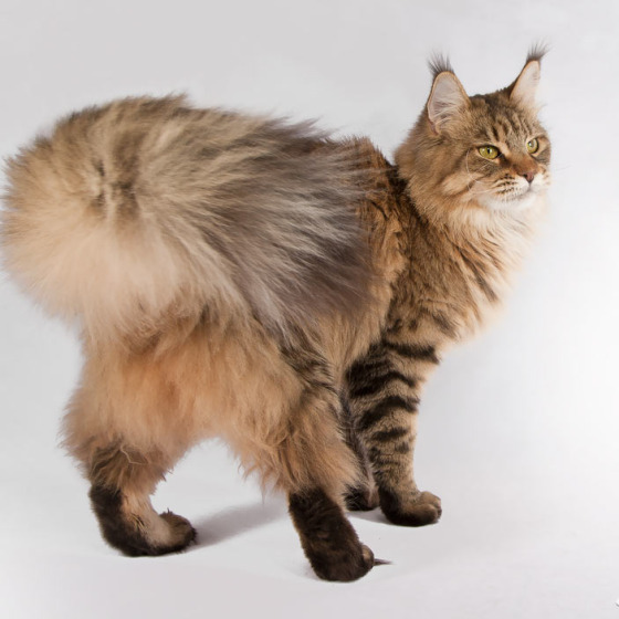 Белка (Catsvill County Rich&Famous)