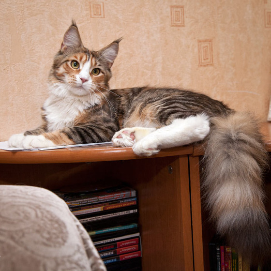 Котята Minsk Super Coon
