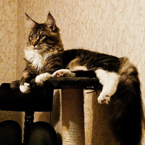Котята Minsk Super Coon