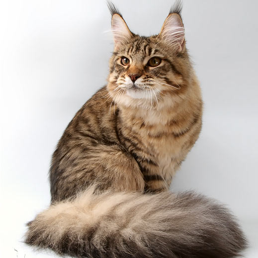 Белка (Catsvill County Rich&Famous)