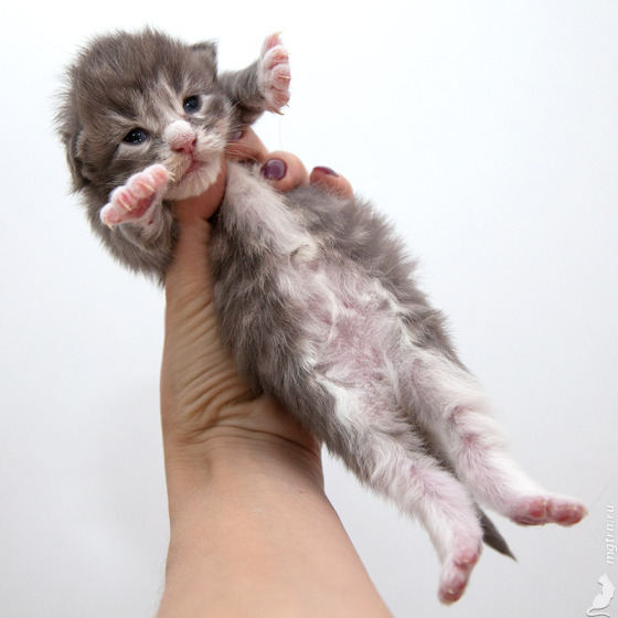 Фото Megatherion Curiosity