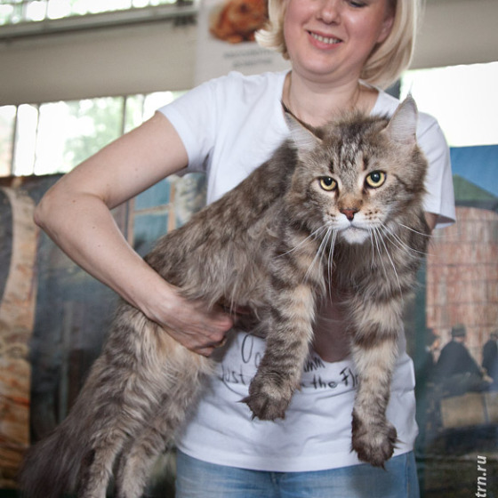 Выставочная хроника