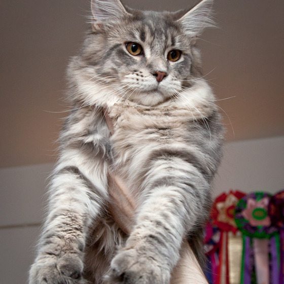 Котята помёта On Stage