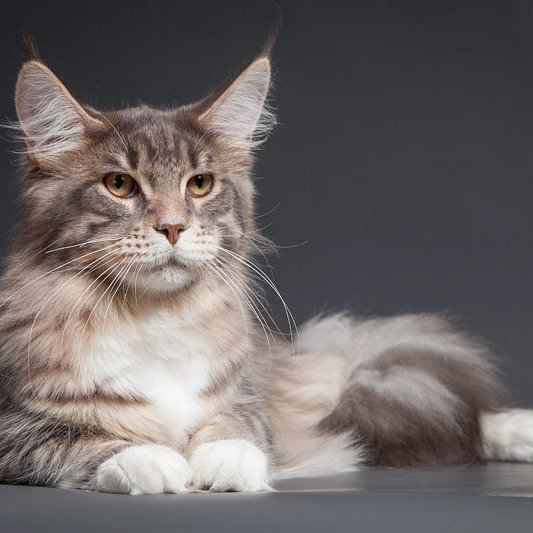 Дети Звезды и Котика Зло