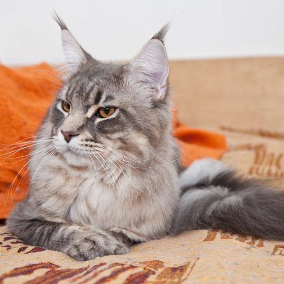 Blue tabby — наши дети голубого окраса
