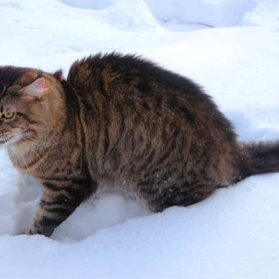 Мейн-куны на природе