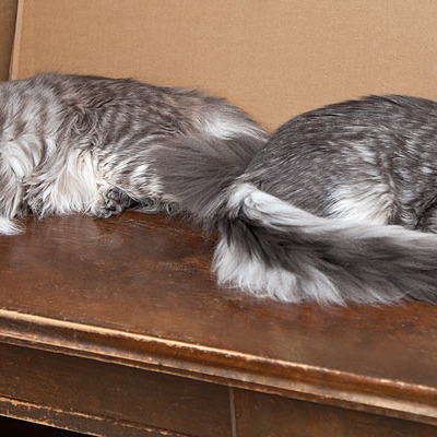Blue tabby — наши дети голубого окраса