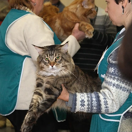 Рыс, Кот-Отец