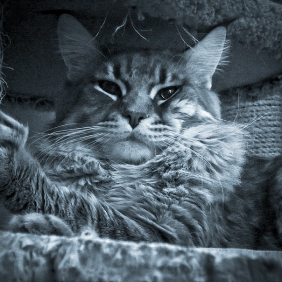 Blue tabby — наши дети голубого окраса
