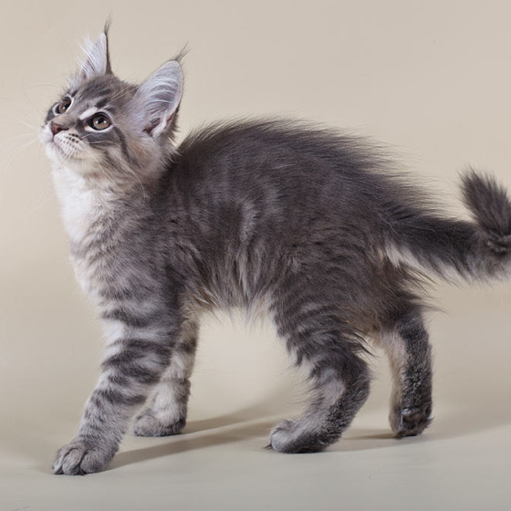 Blue tabby — наши дети голубого окраса