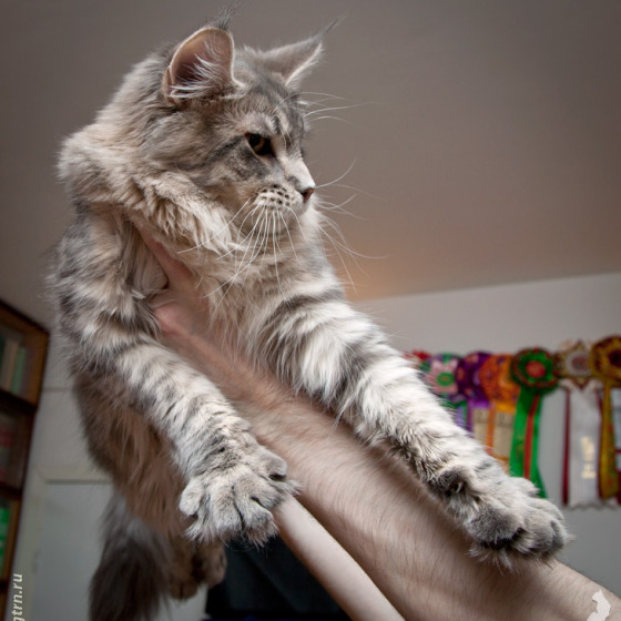 Котята помёта On Stage