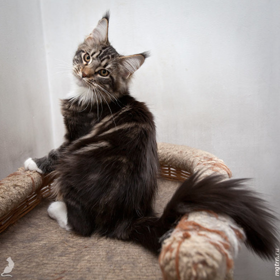 Котята Minsk Super Coon