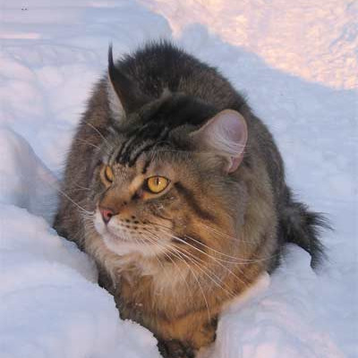 Мейн-куны на природе