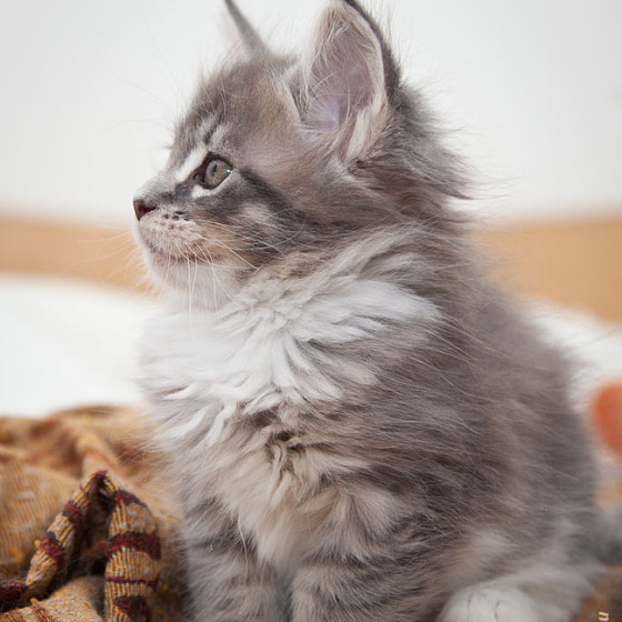 Котята помёта On Stage
