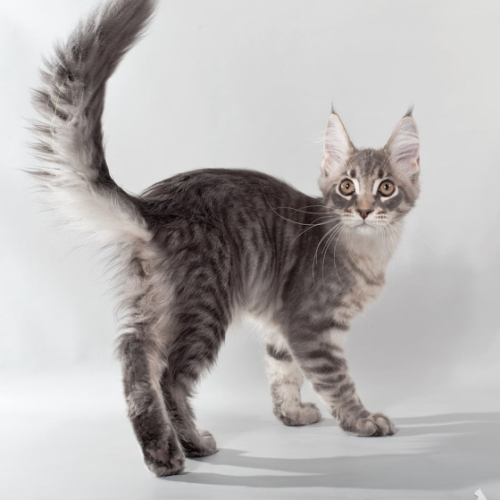 Blue tabby — наши дети голубого окраса