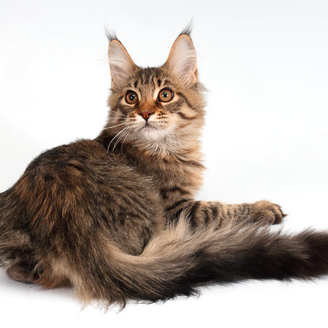Белка (Catsvill County Rich&Famous)