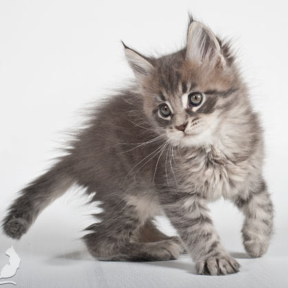 Blue tabby — наши дети голубого окраса