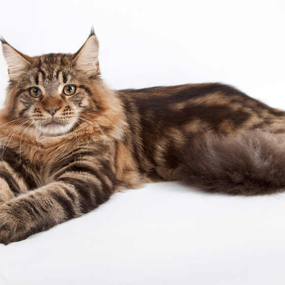 Fairy Four