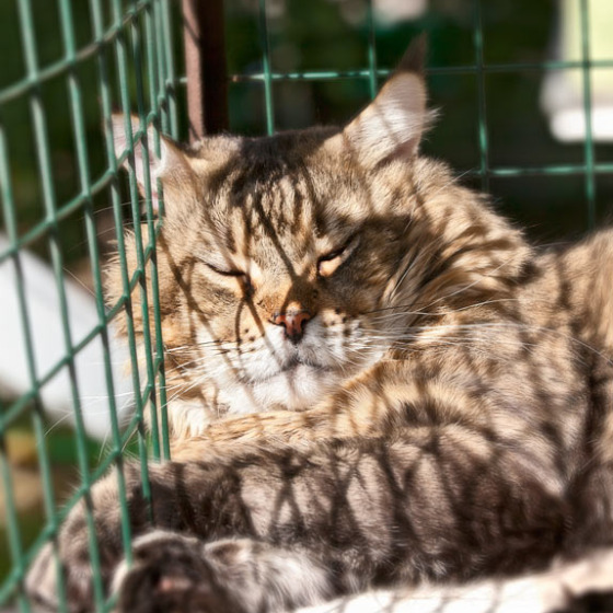 Рыс, Кот-Отец