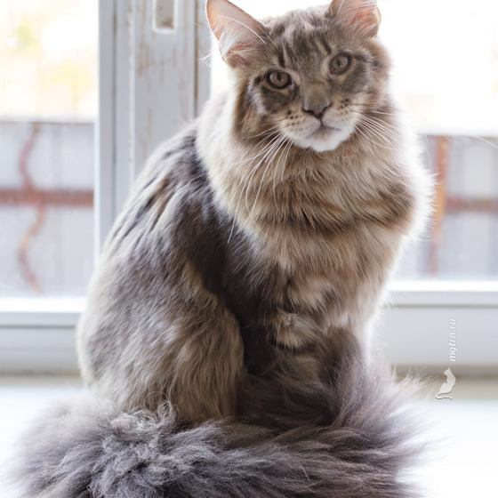 Мешкот и Мешкошка