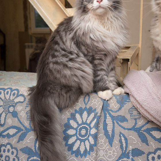 Sher MegaDonna, он же Котявчик