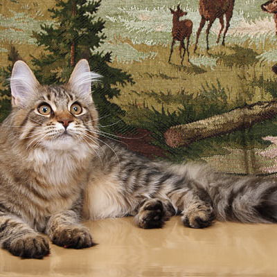 Белка (Catsvill County Rich&Famous)